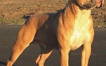 American Sraffordshire Terrier 2 American Sraffordshire Terrier 2